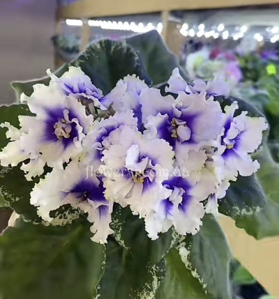 Фіалка Р-Зимняя Ладога