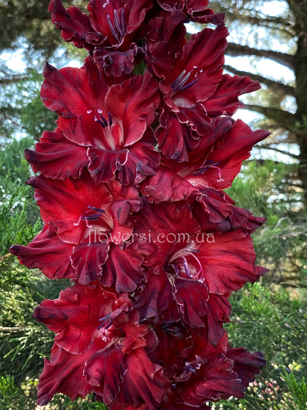 Гладiолус Азарт 