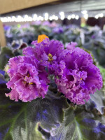 Фіалка АВ-Садовая Малина 