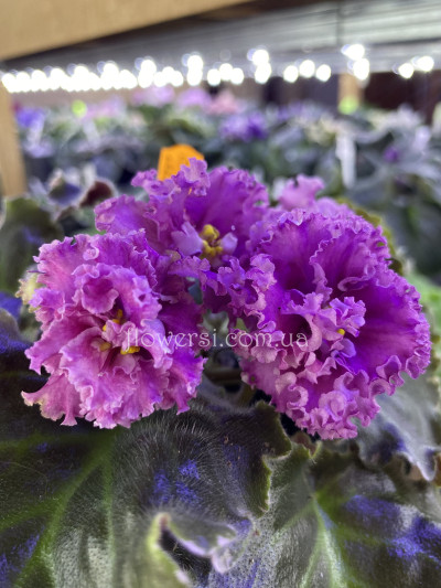 Фіалка АВ-Садовая Малина 