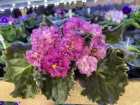 Фіалка АВ-Садовая Малина 