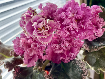 Фіалка АВ-Садовая Малина 