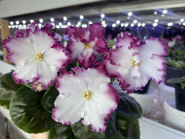 Фіалка ОВ-Спокусниця