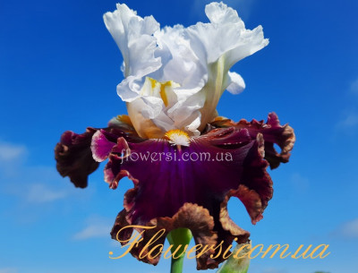 Ірис № 12 (Сіянець Г.Витiвськой)