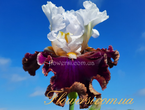 Ірис № 12 (Сіянець Г.Витiвськой)