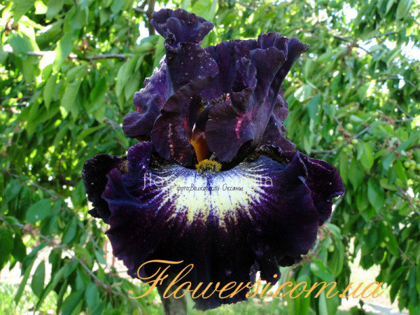 Ирис Тэнел Вижен  (Tunnel Vision)