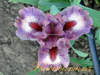 Ирис Raspberry Ice.