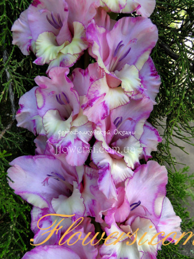 Гладiолус Распiсная Акварель 