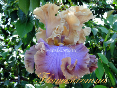 Ирис Тускан Глоу (Tuscan Glow)