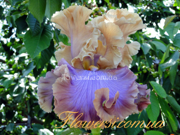 Ирис Тускан Глоу (Tuscan Glow)