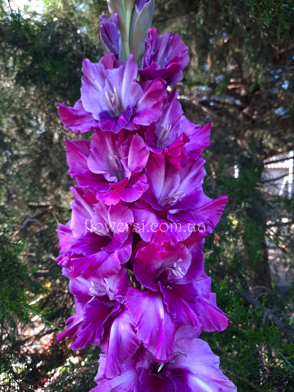 Гладiолус Сiрена 