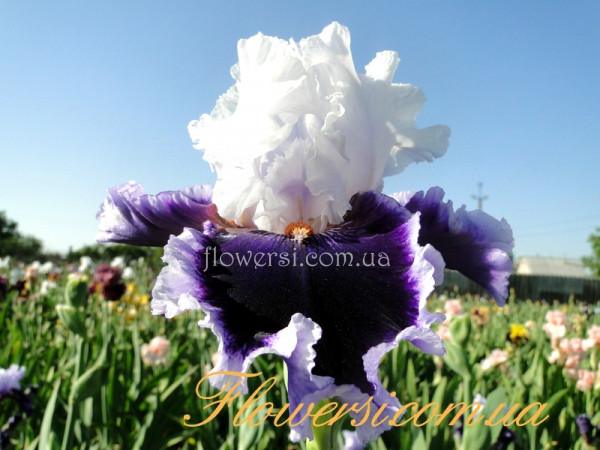 Ирис  Брейвери (Bravery) 