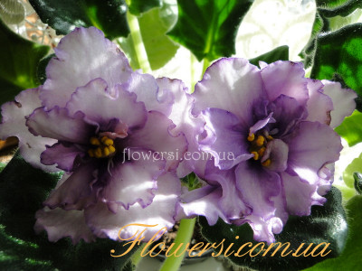 Фиалка ЕК-Шедевр Художника 