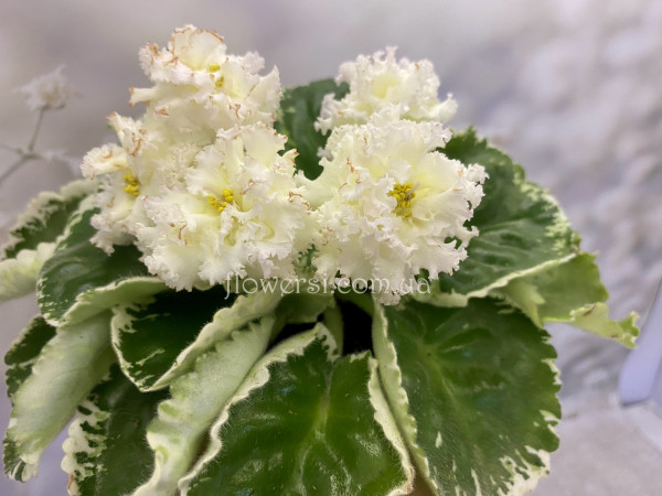 Фіалка Р-Солнечные Зайчики