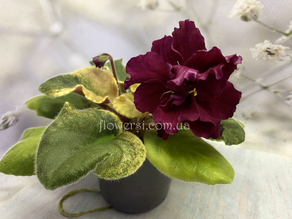 Фіалка ЕК-Львиное Сердце 