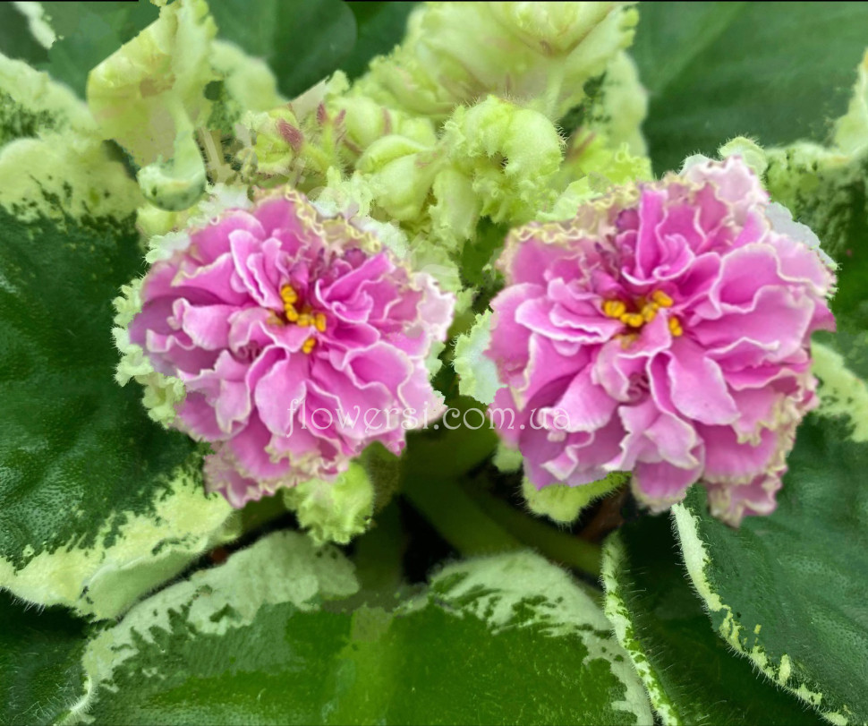 Фіалка АВ-Взаимные Чувства (873-163)