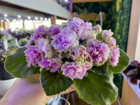 Фіалка АВ-Взаимные Чувства (873-163)