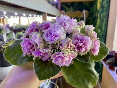 Фіалка АВ-Взаимные Чувства (873-163)