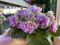 Фіалка АВ-Взаимные Чувства (873-163)