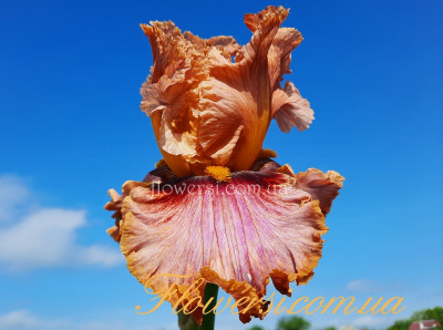 Ірис № 11 (Сіянець Г.Витiвськой)