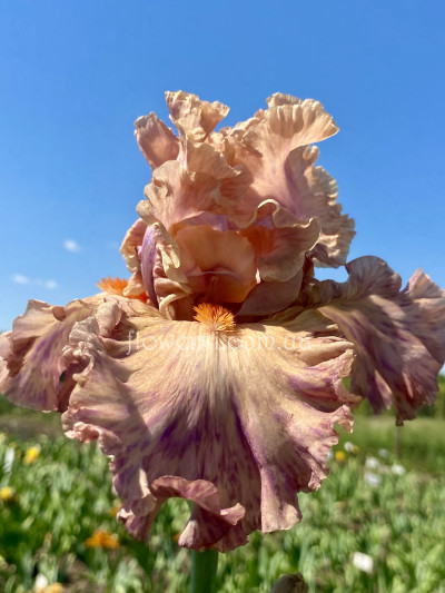 Ирис Зводна Дева  (Zvodna Deva)