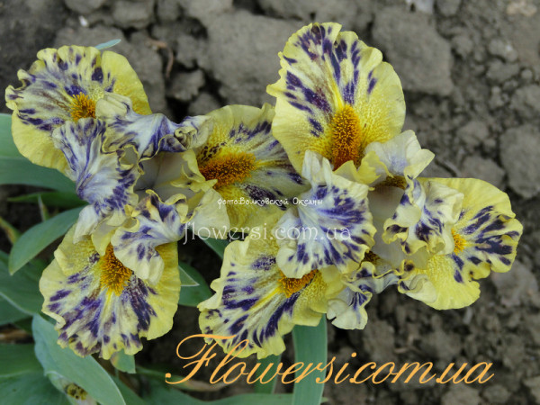 Ирис Скоундрел (Scoundrel)