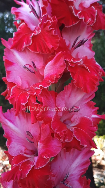 Гладiолус Роялті Роуз 