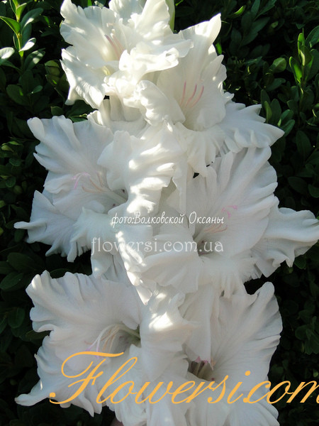 Гладiолус Женщіна в Білом 