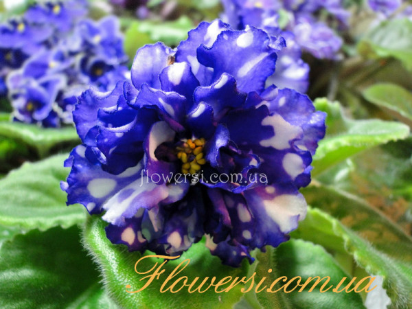  Фіалка Бегущая по Волнам (Дадоян) спорт