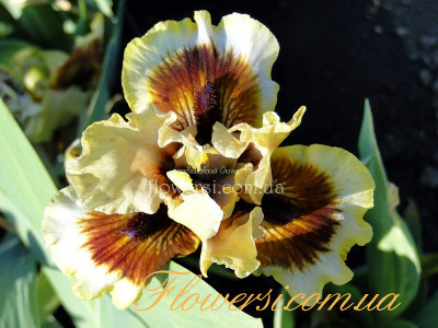 Ирис Зинг Ми (Zing Me)  Интермедия