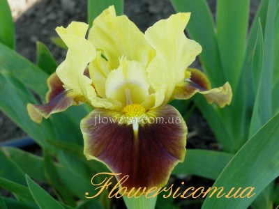 Ирис  Боаст (Boast)