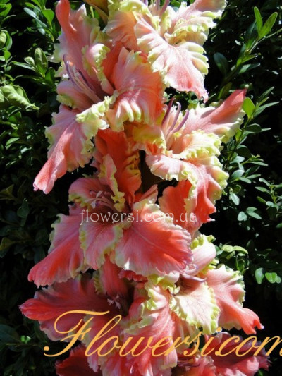 Гладiолус Деліріум