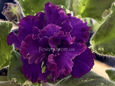 Фіалка АВ-Дон Педро