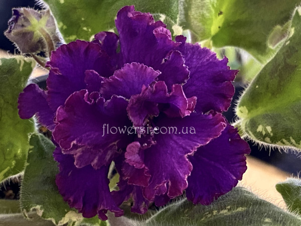 Фіалка АВ-Дон Педро