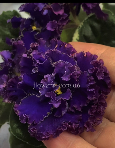 Фіалка АВ-Дон Педро