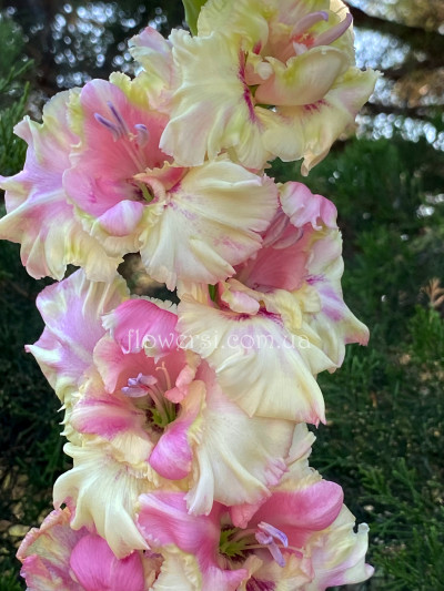 Гладіолус Тамара 