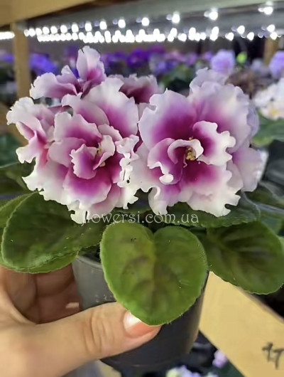 Фіалка ВВ-Райский Смак