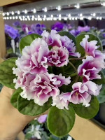 Фіалка ВВ-Райский Смак