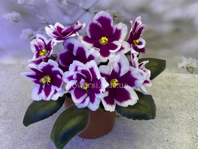 Фіалка АВ-Последняя Любовь Самурая