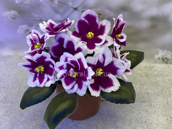 Фіалка АВ-Последняя Любовь Самурая