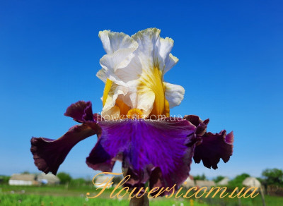 Мистериосо- Mysterioso  (Blyth 2013)