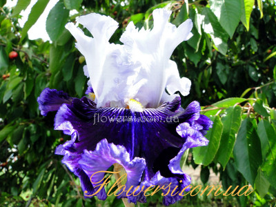 Ирис  Поле Шифт  (Polar Shift)