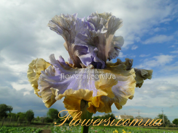 Ирис Сергей (Sergey)