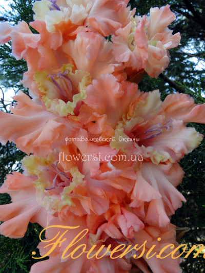 Гладiолус Живая Любовь 