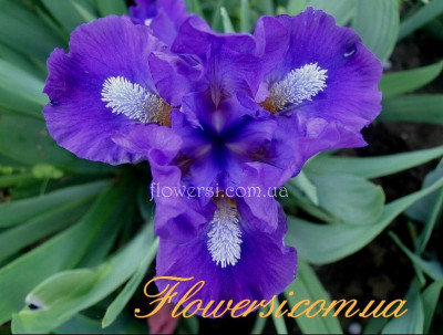 Ирис Нейтрон (Neutron)