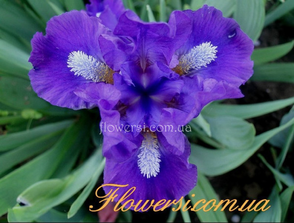 Ирис Нейтрон (Neutron)