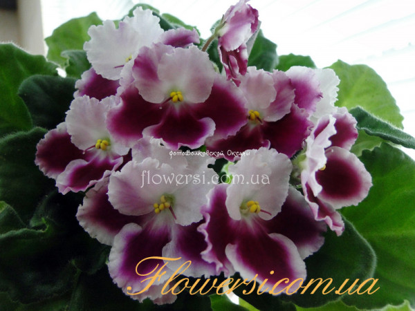 Фиалка Optimara Millennia (Holtkamp)