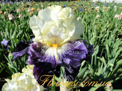 Ирис Комеди (Comedy)