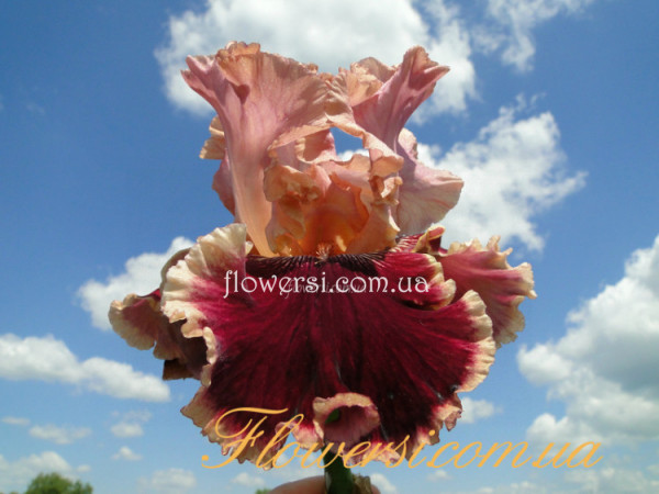 Ирис Сплендиде (Splendida)