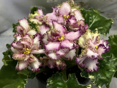 Фіалка АВ-Буря Эмоций